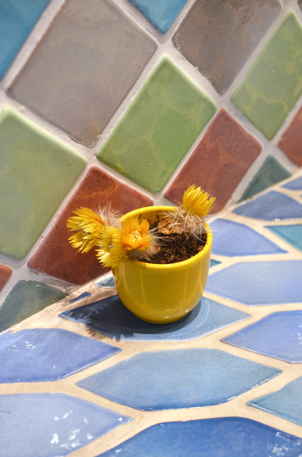 A cactus in a pot placed on plastic outdoor tiles