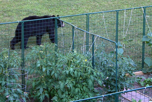 make a higher wall to protect your garden from animal