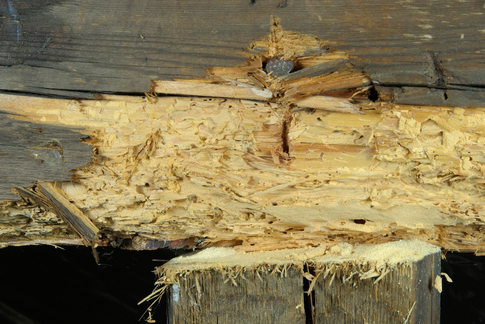 importance of timber treatment