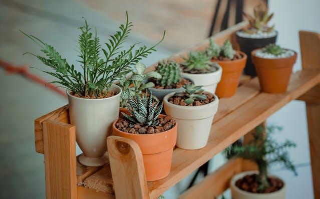 Green indoor plants.